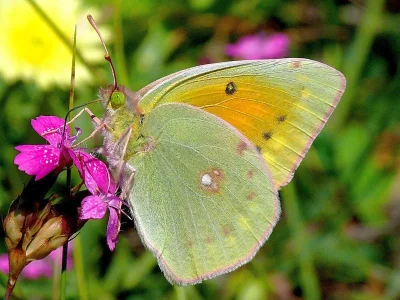 Colias aurorina