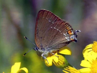 Satyrium (Nordmannia) acaciae