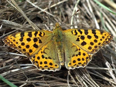 Issoria lathonia