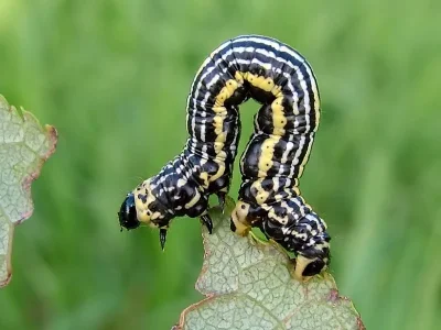 Abraxas (Calospilos) sylvata