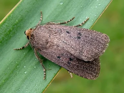 Amphipyra (Amphipyra) tragopoginis