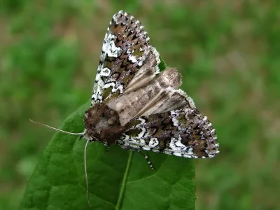 Crypsedra gemmea