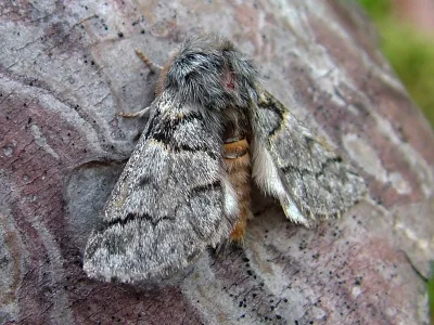 Thaumetopoea pinivora