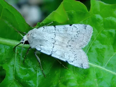 Xestia (Megasema) ashworthii
