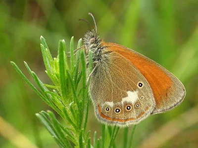 Coenonympha glycerion