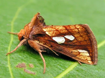 Plusia festucae