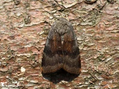 Noctua janthe