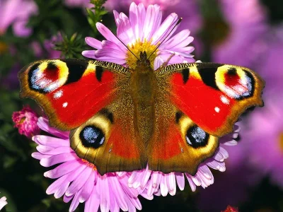 Aglais io