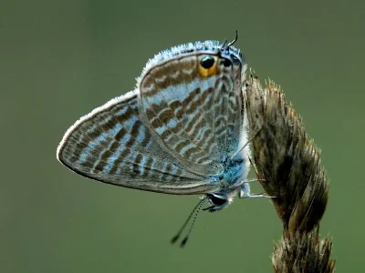 Lampides boeticus
