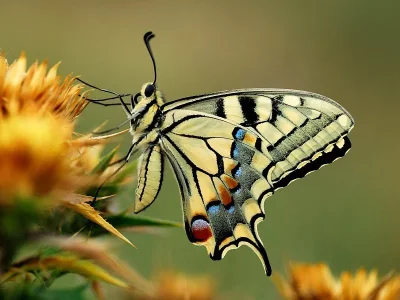 Papilio (Papilio) machaon