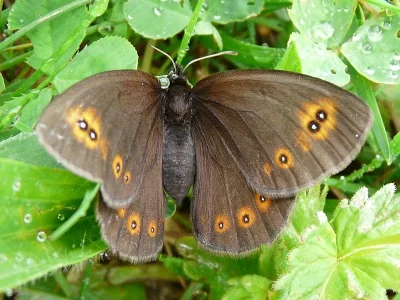 Erebia medusa