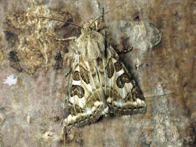 Protoschinia scutosa