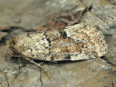 Photedes minima