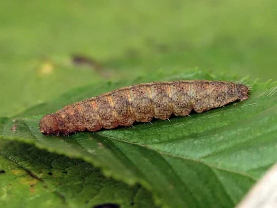 Pechipogo (P.) strigilata