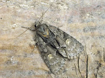 Acronicta (Hyboma) strigosa