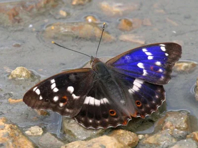 Apatura ilia