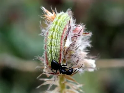 Polyommatus (Agrodiaetus) ripartii