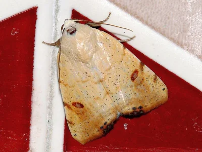 Xanthodes albago