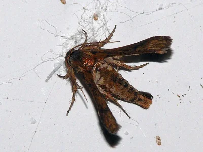 Microsphecia tineiformis
