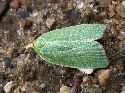 Tortrix viridana