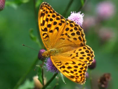 Argynnis (Argynnis) paphia