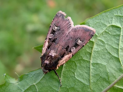 Euxoa (Euxoa) obelisca
