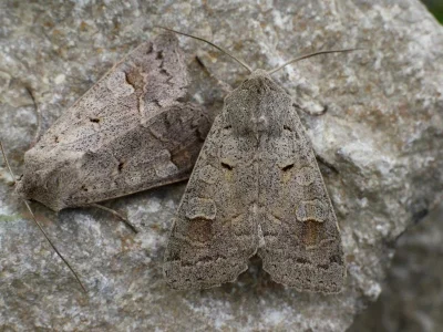 Ammoconia caecimacula