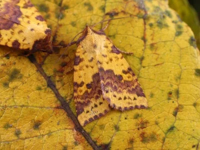 Xanthia (Xanthia) togata
