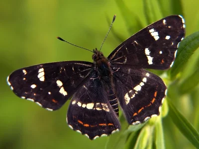 Araschnia levana