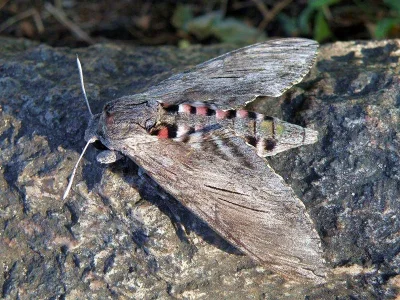 Agrius convolvuli