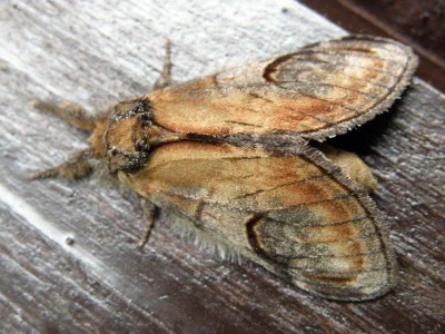 Notodonta ziczac
