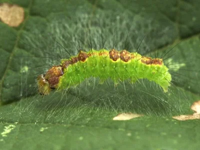 Acronicta (Hyboma) strigosa
