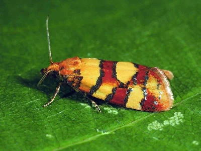 Aethes tesserana
