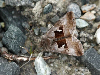 Syngrapha (Syngrapha) parilis