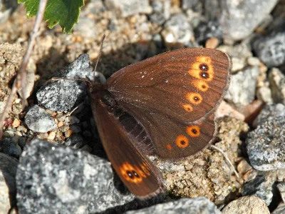 Erebia polaris