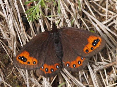 Erebia palarica