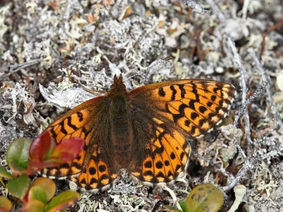 Boloria (Clossiana) chariclea