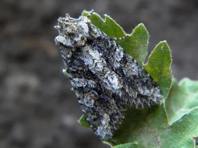 Dryobotodes (Dryobotodes) monochroma