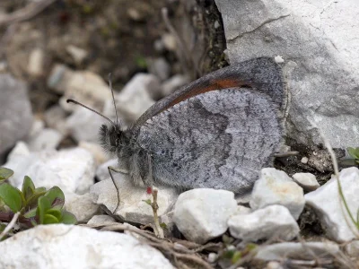Erebia calcarius