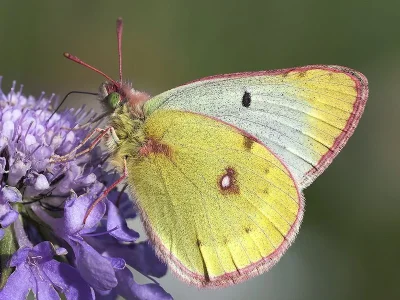 Colias phicomone