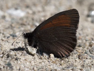 Erebia mnestra