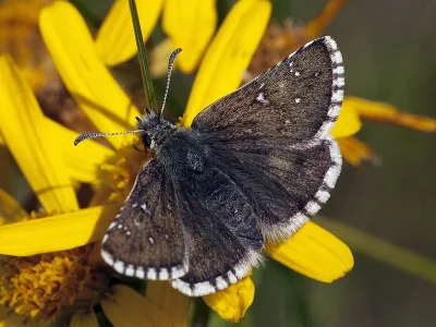Pyrgus warrenensis