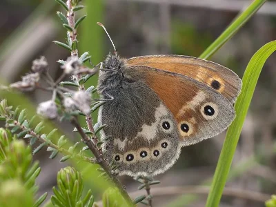 Coenonympha tullia