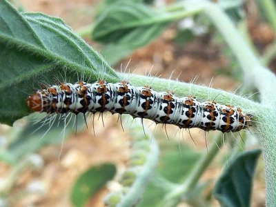 Utetheisa (U.) pulchella