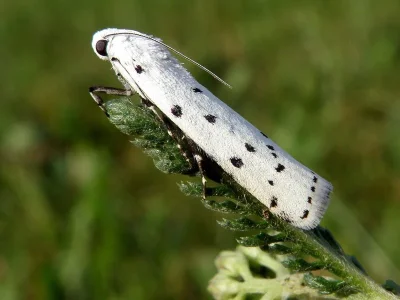 Myelois circumvoluta
