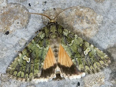Chlorothalpa xanthochloris