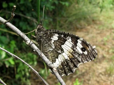 Brintesia circe