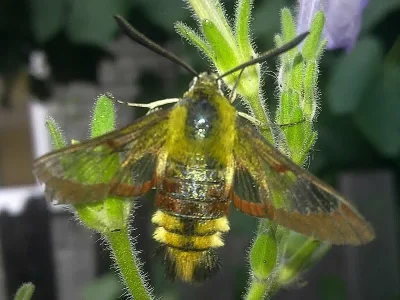 Hemaris (Hemaris) fuciformis