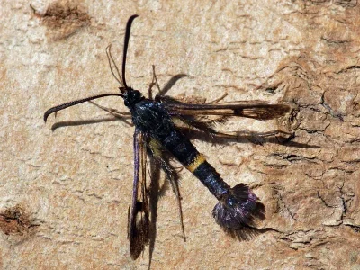 Synanthedon soffneri
