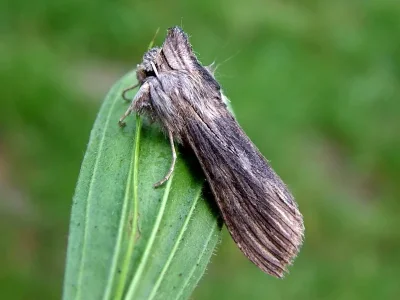 Cucullia chamomillae
